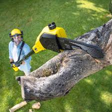 Best Fruit Tree Pruning  in Pikeville, TN
