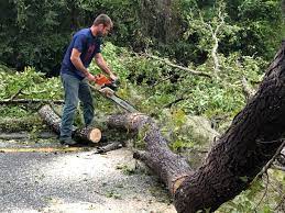 Best Tree Maintenance Programs  in Pikeville, TN