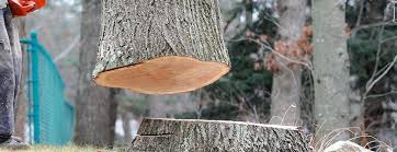 Best Tree Maintenance Programs  in Pikeville, TN