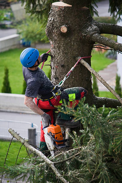 Best Palm Tree Trimming  in Pikeville, TN