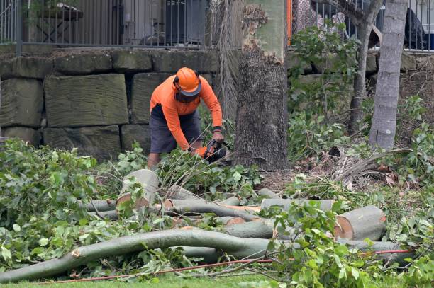 Trusted Pikeville, TN Tree Removal Experts